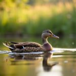 Comportements et traits distinctifs de la cane dans son milieu naturel